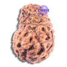 Load image into Gallery viewer, 15 Mukhi Indonesian Rudraksha - Bead No. 108