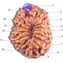 Load image into Gallery viewer, 15 Mukhi Indonesian Rudraksha - Bead No. 109
