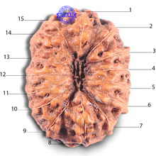 Load image into Gallery viewer, 15 Mukhi Indonesian Rudraksha - Bead No. 120