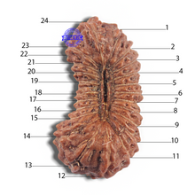 Load image into Gallery viewer, 24 Mukhi Rudraksha from Indonesia