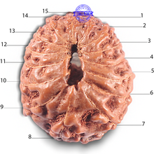 Load image into Gallery viewer, 15 Mukhi Indonesian Rudraksha - Bead No. 119