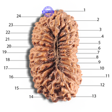 Load image into Gallery viewer, 24 Mukhi Rudraksha from Indonesia - Bead No. X