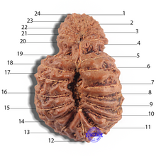 Load image into Gallery viewer, 24 Mukhi Rudraksha from Indonesia - Bead No. H