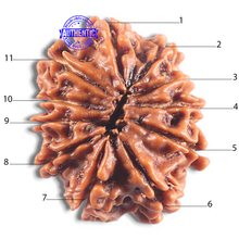 Load image into Gallery viewer, 11 Mukhi Nepalese Rudraksha - Bead No. 418