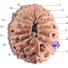 Load image into Gallery viewer, 15 Mukhi Indonesian Rudraksha - Bead No. 136