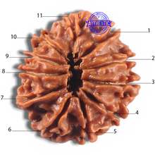 Load image into Gallery viewer, 11 Mukhi Nepalese Rudraksha - Bead No. 433