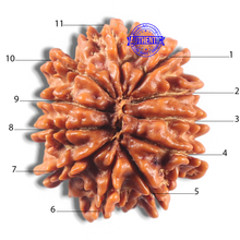 Load image into Gallery viewer, 11 Mukhi Nepalese Rudraksha - Bead No. 426