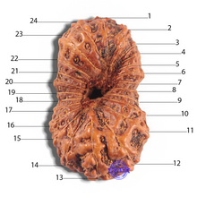 Load image into Gallery viewer, Twenty four Mukhi Rudraksha from Indonesia - Bead No. i