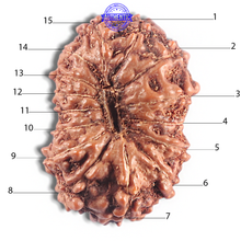 Load image into Gallery viewer, 15 Mukhi Indonesian Rudraksha - Bead No. 142