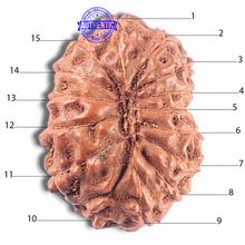 Load image into Gallery viewer, 15 Mukhi Indonesian Rudraksha - Bead No. 111