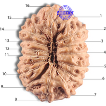 Load image into Gallery viewer, 16 Mukhi Rudraksha from Indonesia - Bead No. 337