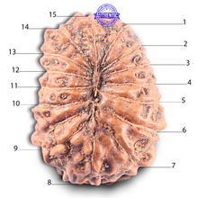 Load image into Gallery viewer, 15 Mukhi Indonesian Rudraksha - Bead No. 121
