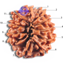Load image into Gallery viewer, 11 Mukhi Nepalese Rudraksha - Bead No. 422