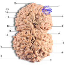 Load image into Gallery viewer, 16 Mukhi Rudraksha from Indonesia - Bead No. 335