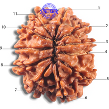 Load image into Gallery viewer, 11 Mukhi Nepalese Rudraksha - Bead No. 425