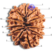 Load image into Gallery viewer, 11 Mukhi Nepalese Rudraksha - Bead No. 416