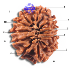 Load image into Gallery viewer, 11 Mukhi Nepalese Rudraksha - Bead No. 432