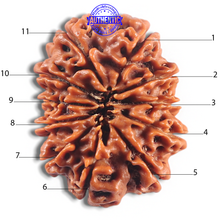 Load image into Gallery viewer, 11 Mukhi Nepalese Rudraksha - Bead No. 421