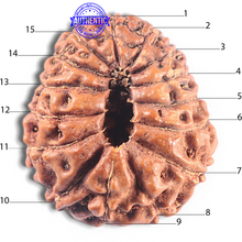 Load image into Gallery viewer, 15 Mukhi Indonesian Rudraksha - Bead No. 108