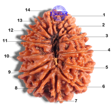 Load image into Gallery viewer, 14 Mukhi Nepalese Rudraksha - Bead No. 393