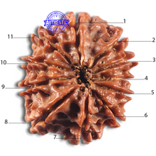 Load image into Gallery viewer, 11 Mukhi Nepalese Rudraksha - Bead No. 415