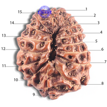 Load image into Gallery viewer, 15 Mukhi Indonesian Rudraksha - Bead No. 135