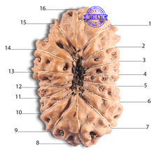 Load image into Gallery viewer, 16 Mukhi Rudraksha from Indonesia - Bead No. 331