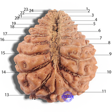 Load image into Gallery viewer, 24 Mukhi Rudraksha from Indonesia