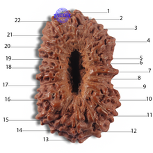Load image into Gallery viewer, 22 Mukhi Rudraksha from Indonesia AB