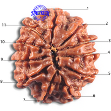 Load image into Gallery viewer, 11 Mukhi Nepalese Rudraksha - Bead No. 419