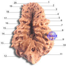 Load image into Gallery viewer, 20 Mukhi Ganesh Indonesian Rudraksha - Bead No.33