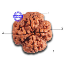 Load image into Gallery viewer, 4 Mukhi Rudraksha from Nepal - Bead No. 445