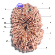 Load image into Gallery viewer, 15 Mukhi Indonesian Rudraksha - Bead No. 130
