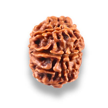 Load image into Gallery viewer, 10 Mukhi Nepalese Rudraksha - Bead No 447