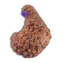 Load image into Gallery viewer, 24 Mukhi Rudraksha from Indonesia - Bead No. Q