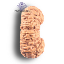 Load image into Gallery viewer, 25 Mukhi Rudraksha from Indonesia - Bead No. H