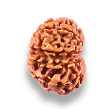 Load image into Gallery viewer, 10 Mukhi Nepalese Rudraksha - Bead No. 446
