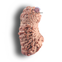 Load image into Gallery viewer, 26 Mukhi Rudraksha from Indonesia - Bead No. L