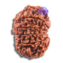 Load image into Gallery viewer, 11 Mukhi Nepalese Rudraksha - Bead No. 429