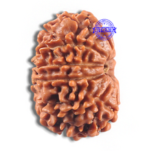 Load image into Gallery viewer, 11 Mukhi Nepalese Rudraksha - Bead No. 432