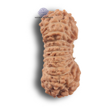 Load image into Gallery viewer, 23 Mukhi Rudraksha from Indonesia