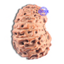 Load image into Gallery viewer, 15 Mukhi Indonesian Rudraksha - Bead No. 136