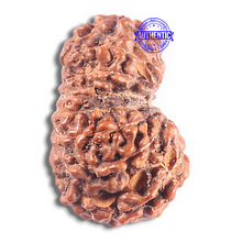 Load image into Gallery viewer, 15 Mukhi Indonesian Rudraksha - Bead No. 112