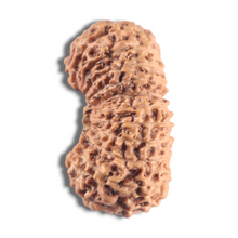 Load image into Gallery viewer, 24 Mukhi Rudraksha from Indonesia - Bead No. X