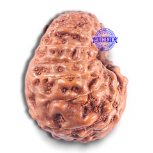 Load image into Gallery viewer, 15 Mukhi Indonesian Rudraksha - Bead No. 119