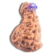 Load image into Gallery viewer, 20 Mukhi Ganesh Indonesian Rudraksha - Bead No.33