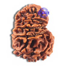 Load image into Gallery viewer, 11 Mukhi Nepalese Rudraksha - Bead No. 423