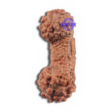 Load image into Gallery viewer, 24 Mukhi Rudraksha from Indonesia - Bead No. R