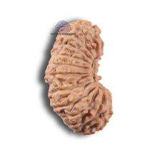 Load image into Gallery viewer, 23 Mukhi Rudraksha from Indonesia