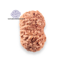 Load image into Gallery viewer, 14 mukhi Indonesian Rudraksha - Bead No. 400